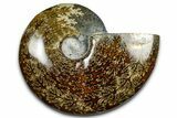 Polished Ammonite (Cleoniceras) Fossil - Madagascar #369620-1